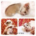 [Chihuahua Is Here] T-cup เพศเมีย หนักแค่ 2 ขีด สีหายาก (SOLD)