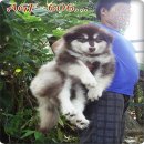 GIANT ALASKAN MALAMUTE FOR SALE ครับ