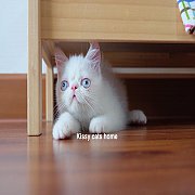 ลูกแมว Exotic sh (เอ็กโซติก ขนสั้น) สีขาว ตาสีฟ้า เพศหญิง