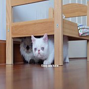 ลูกแมว Exotic sh เอ็กโซติก ขนสั้น สีขาว ตาสีฟ้า เพศหญิง