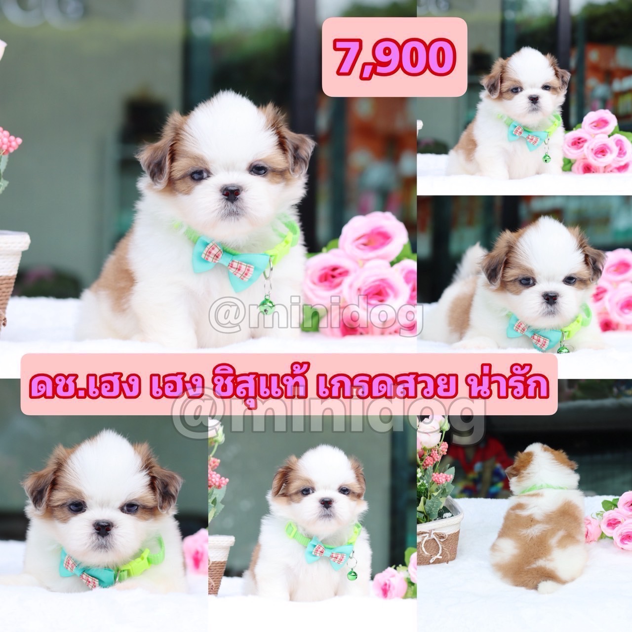 ชิสุแท้เกรดสวย