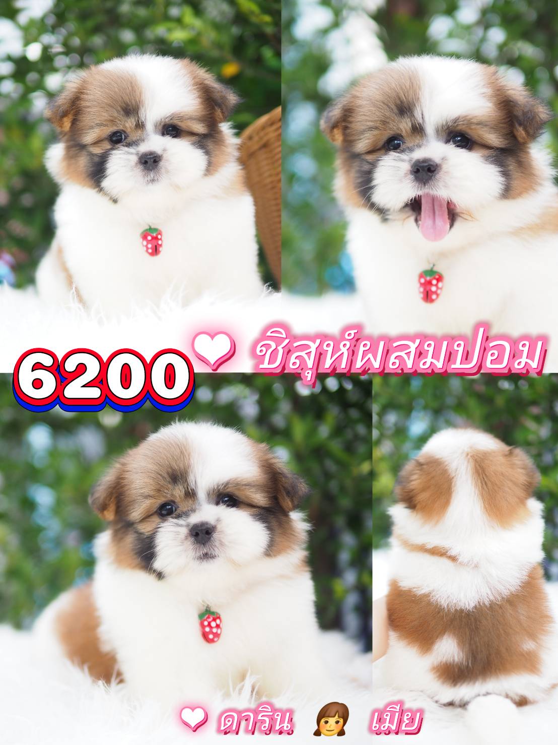 กิ๊ฟซ่า าาคาถูก ❣️