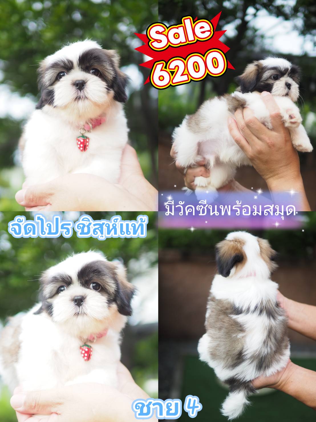 กิ๊ฟซ่าชิสุแท้ลด 1800