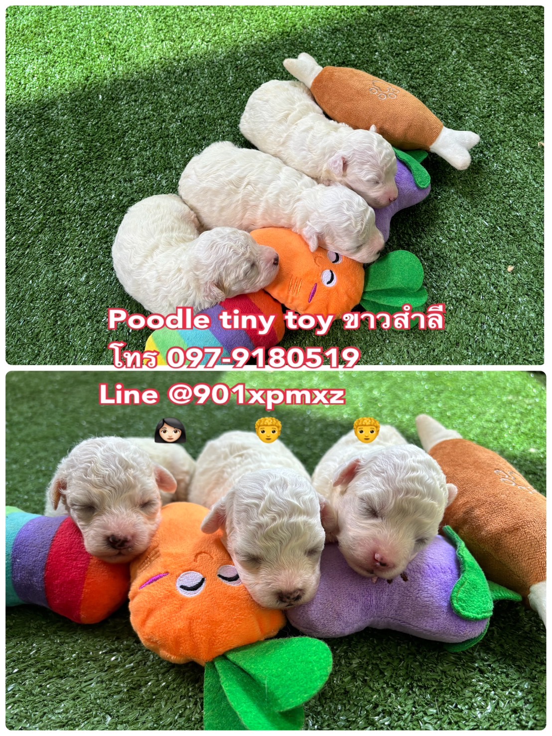 พุดเดิ้ลทอยไทนี่ ขาวสำลี poodle toy tiny