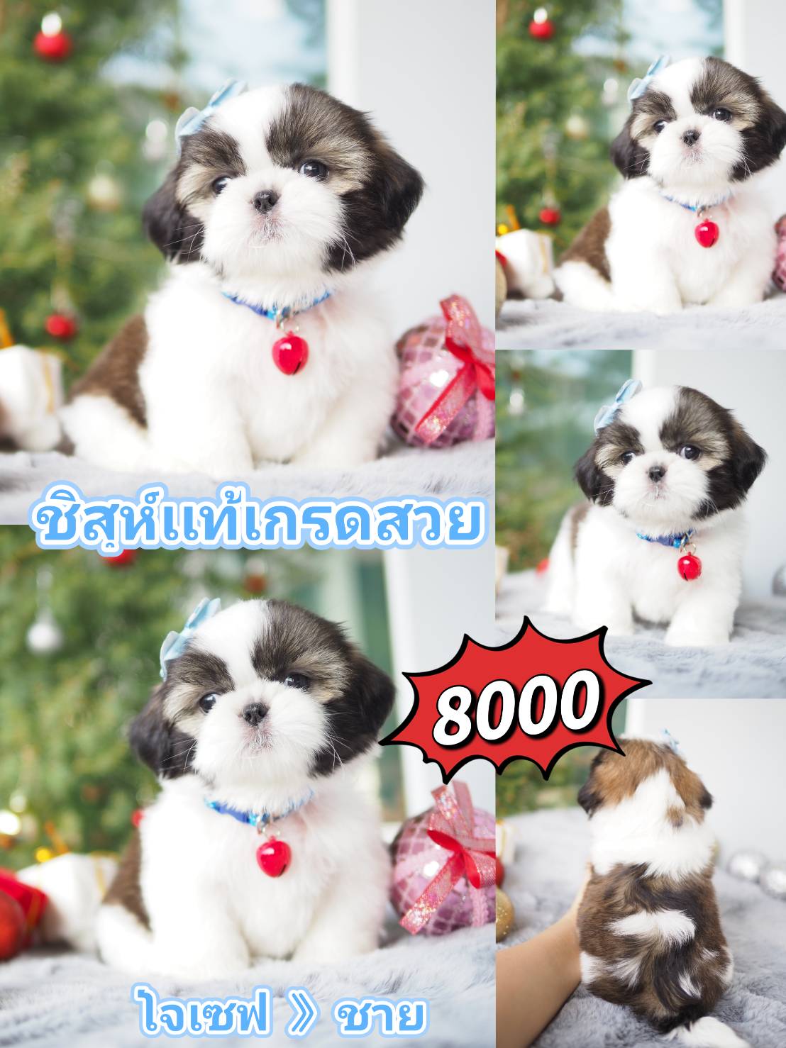 กิ๊ฟซ่าของแท้ @kibzaa เท่านั้น