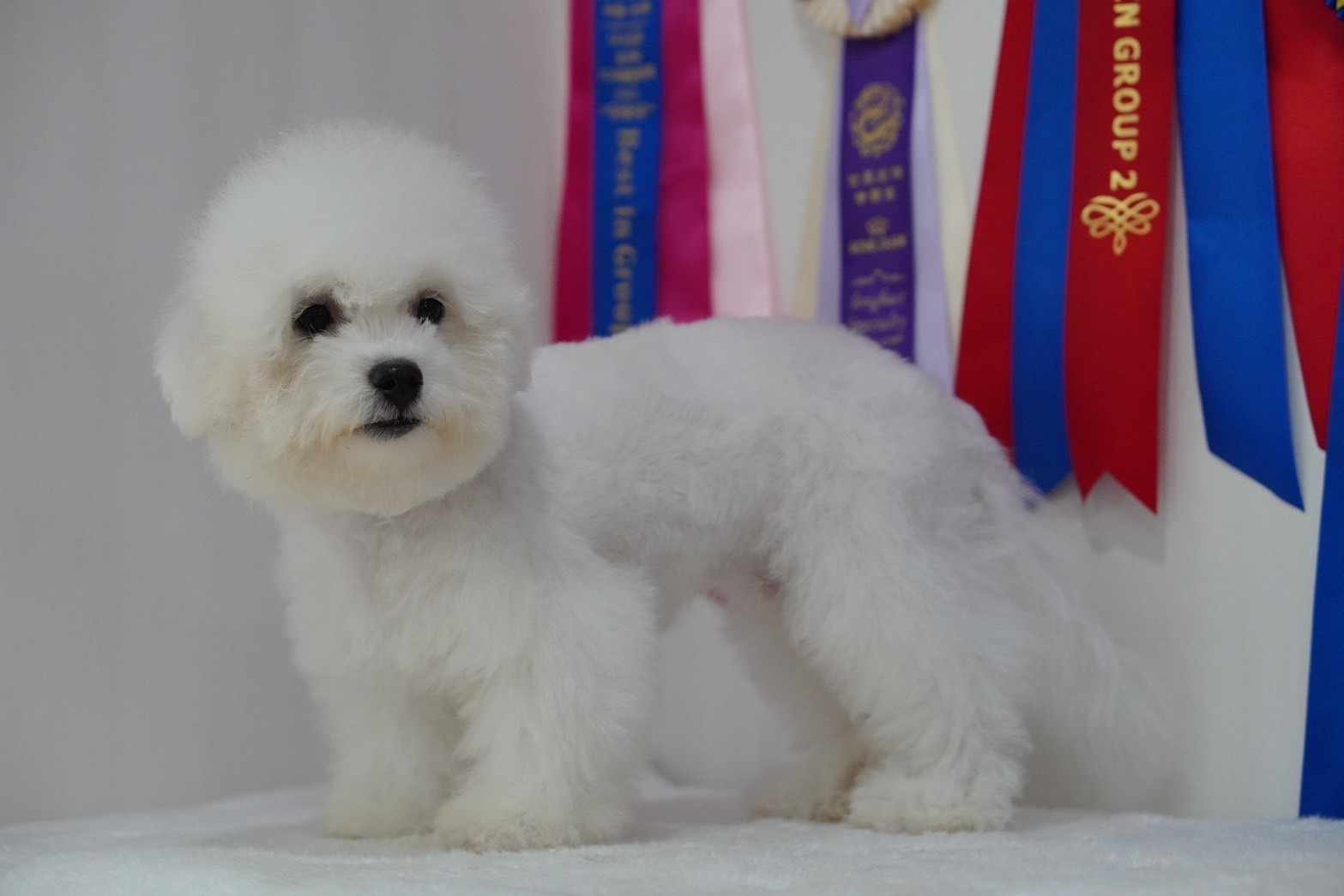 บิชอง ฟริเซ่ – Bichon Frise เพศผู้ สายพันธ์แท้ โปรไฟไหม้