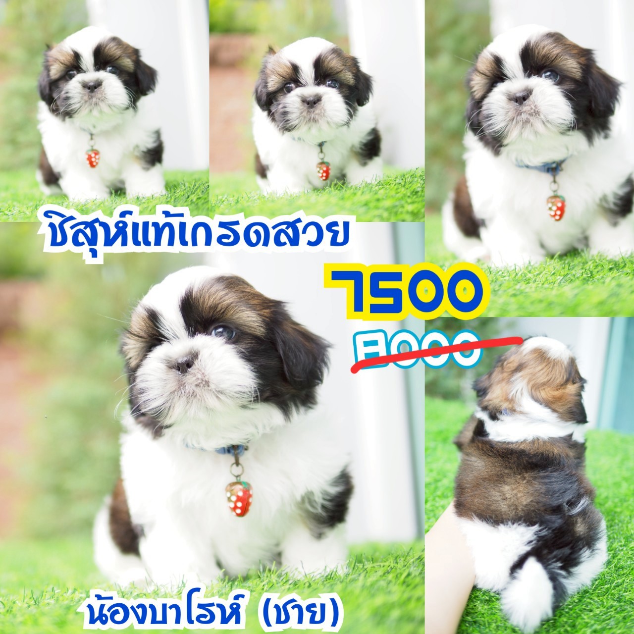 ชิสุแท้ กิ๊ฟซ่า