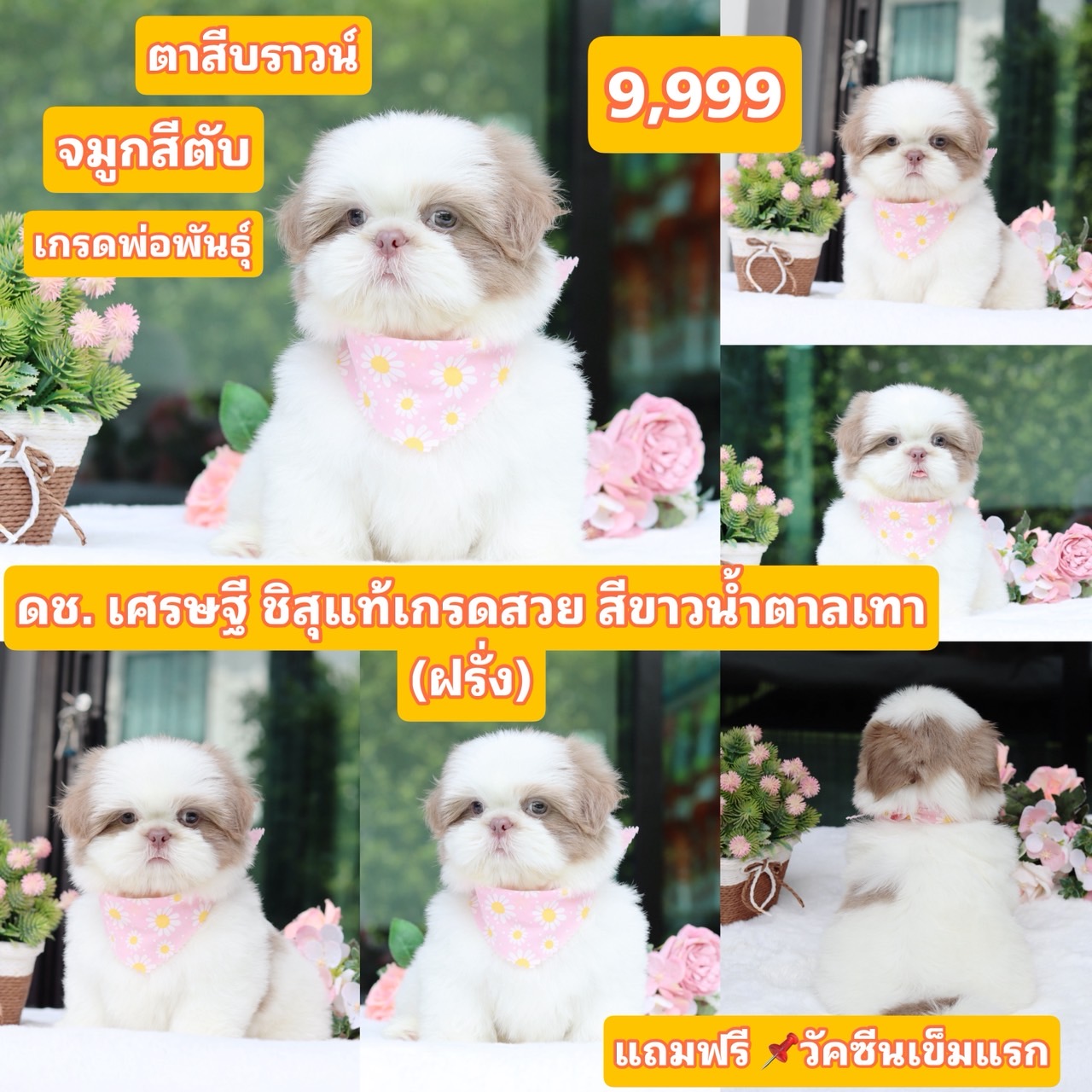 ชิสุแท้เกรดสวย