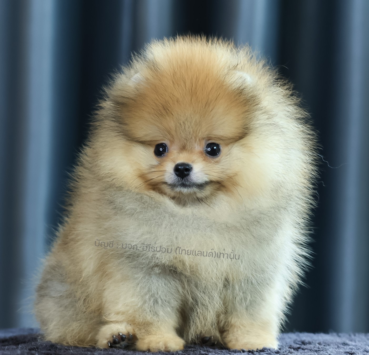 ปอมแท้ ปอมเมอเรเนียน HRM-26511 เพศชาย สีส้ม อายุ 2 เดือน หน้าตาน่ารัก ขาสั้น ขนแ...