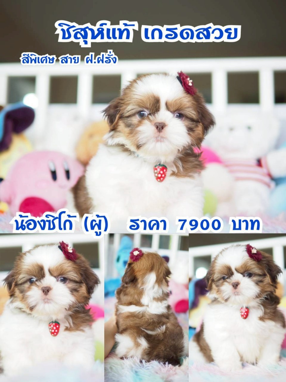 ⛔️กิ๊ฟซ่า มีแต่สวยๆ