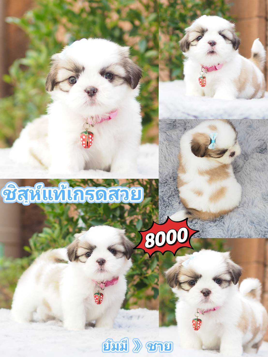 Shihtzu สวย+มีส่วนลด