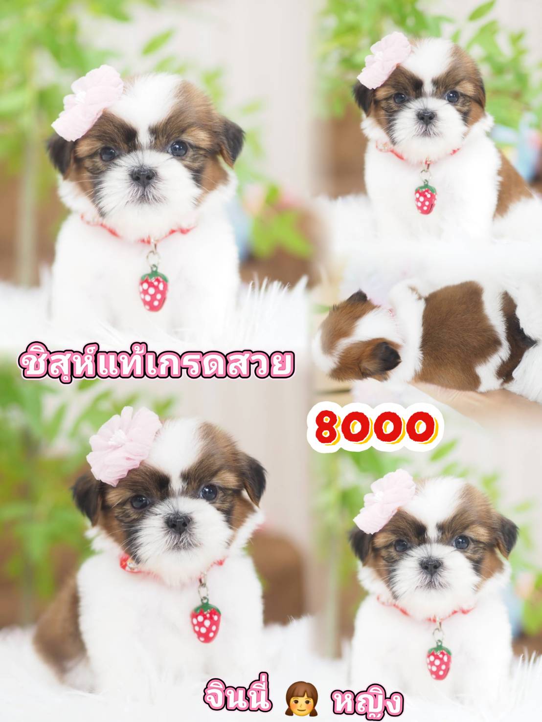ชิสุห์ กิ๊ฟซ่า