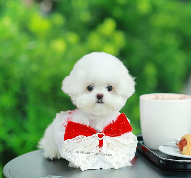 มินิบิชอง BCM-24544 เพศชาย สีขาว น่ารักมาก ตัวเล็กตัวน้อย ขนนุ่มขนแน่น หน้าแบ๊ว...