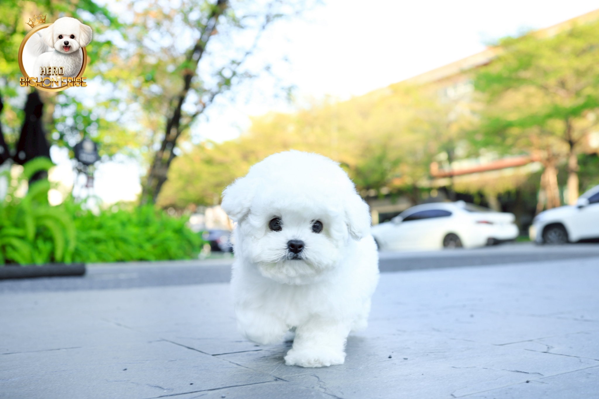 มินิบิชอง BCM-00683 เพศชาย สีขาว สวยหวานลูกคุณ ตัวเล็ก ขนนุ่ม สายเลือดคุณพ่อคุณแ...