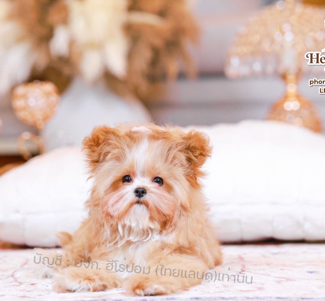 มอลติพู MTPF-61148 เพศหญิง สี Champagne อายุ 2 ปี น่ารัก หัวกลม มีถุงเท้าสีขาว ส...