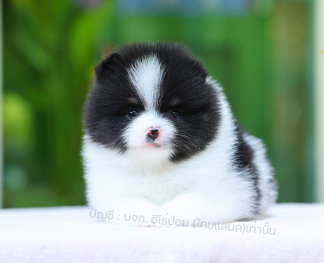 ปอมแท้ ปอมหน้าหมี HRM-10842 เพศชาย สีไตรคัลเลอร์ อายุ 2 เดือน ขนแน่น ขาใหญ่ กินเ...