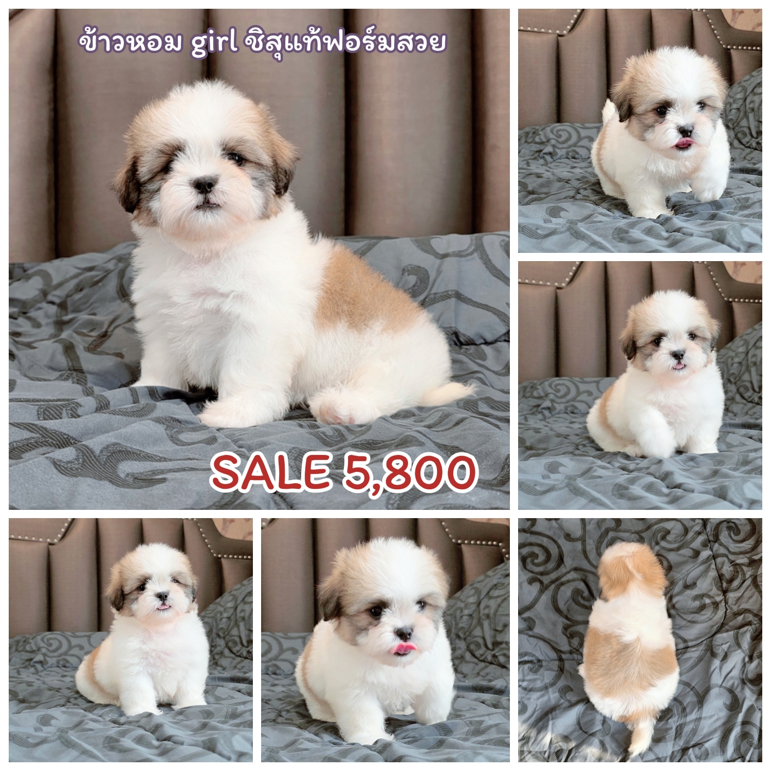 ชิสุแท้เพศเมียเกรดสวยพร้อมย้ายบ้าน