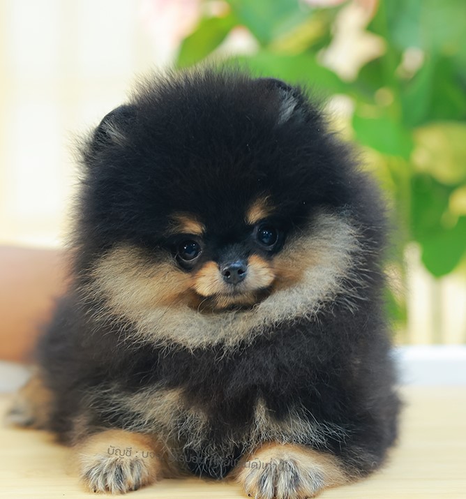 ปอมหน้าหมี ปอมแท้ ปอมเมอเรเนียน HRF-68109 เพศหญิง สีแบล็คแทน อายุ 2 เดือน ตัวเล็...