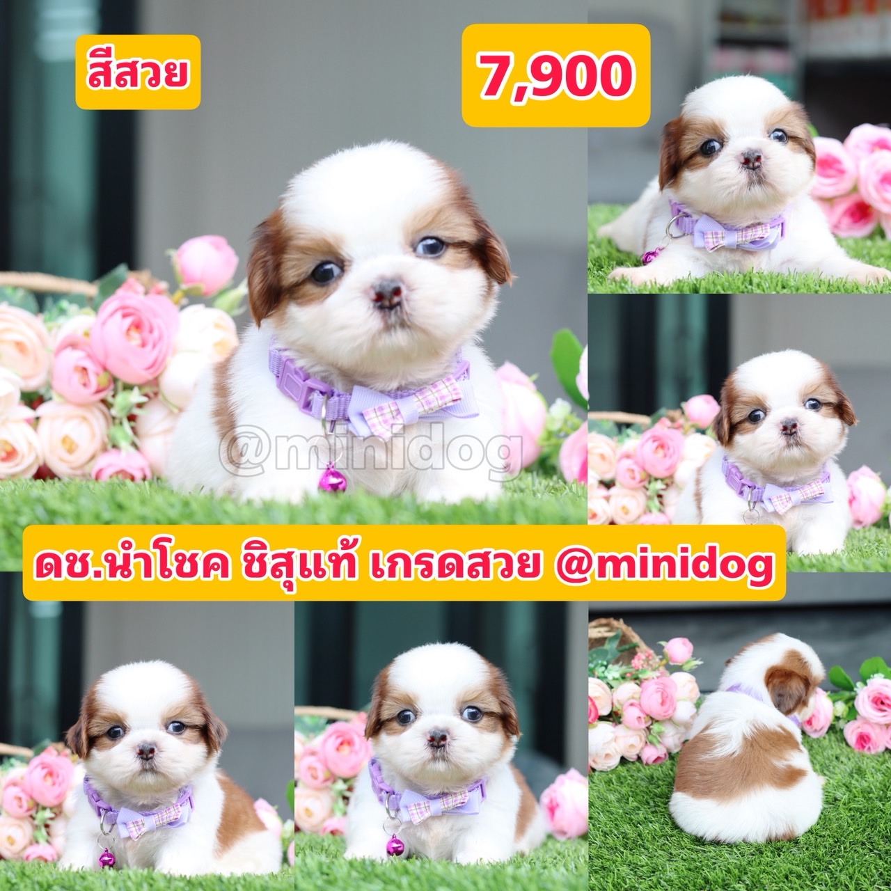 ชิสุแท้เกรดสวย