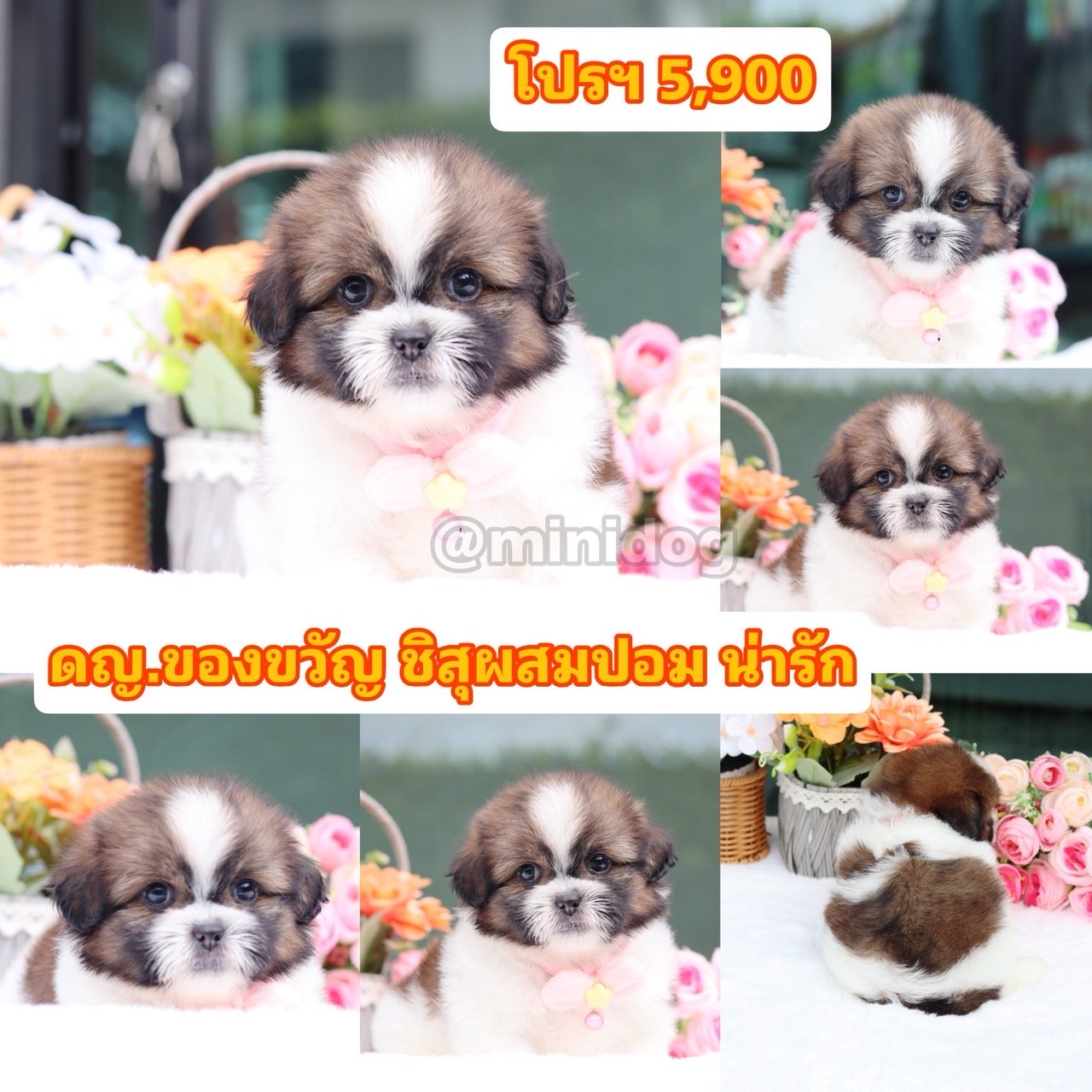 ชิสุผสมปอม