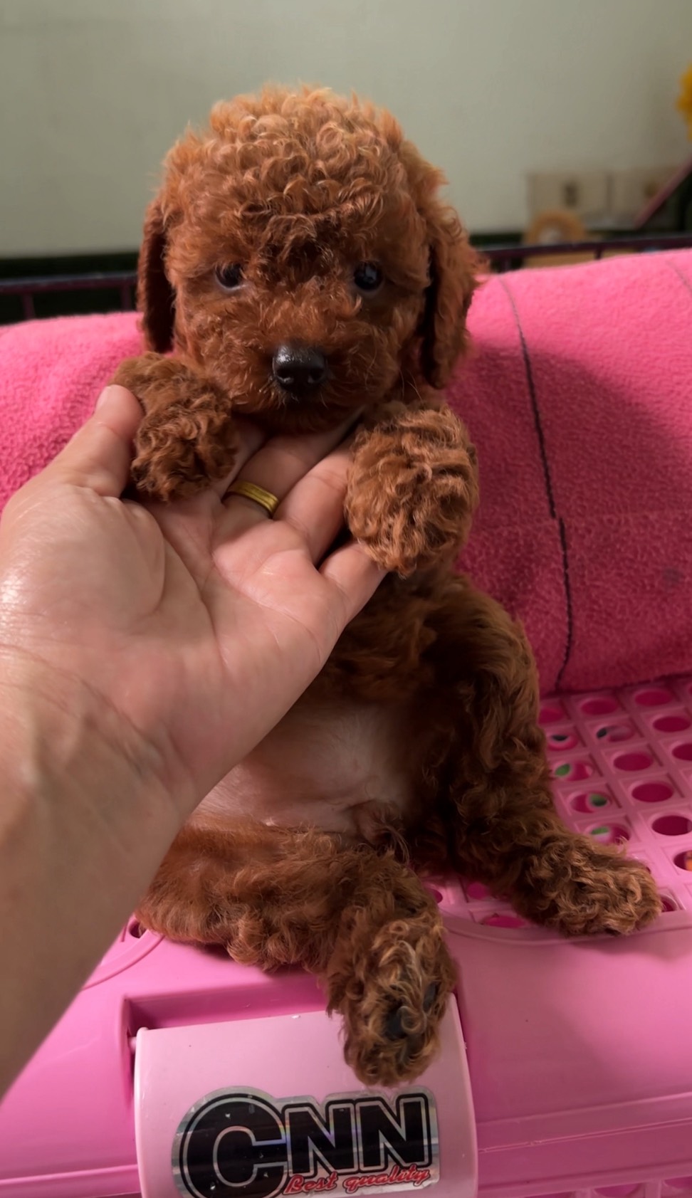 Poodle toy tcup พุดเดิ่ลทอย เกรดสววยๆ