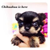 [Chihuahua Is Here] T-cup แบล็คแทน เพศเมีย (SOLD)