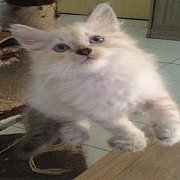 ลูกแมวเปอรเซียผสมอเมริกันเคริลราคาแบ่งเลี้ยง3000