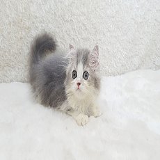 No.3 ลูกแมวเปอร์เซีย สีขาวเทา เพศผู้ 2 เดือน