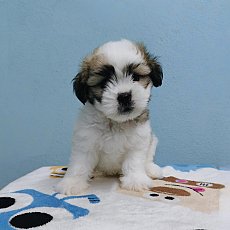 ชิสุผสมพุดเดิ้ล3000.- มีปลายทาง line:: happyshihtzu4289