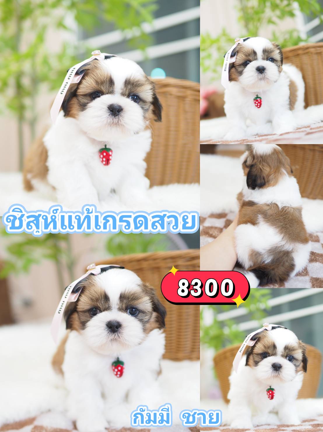 Shihtzu kibzaa
