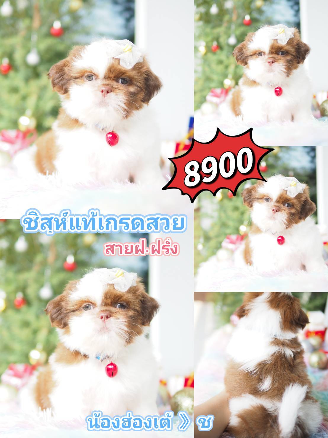 ชิสุห์ @kibzaa