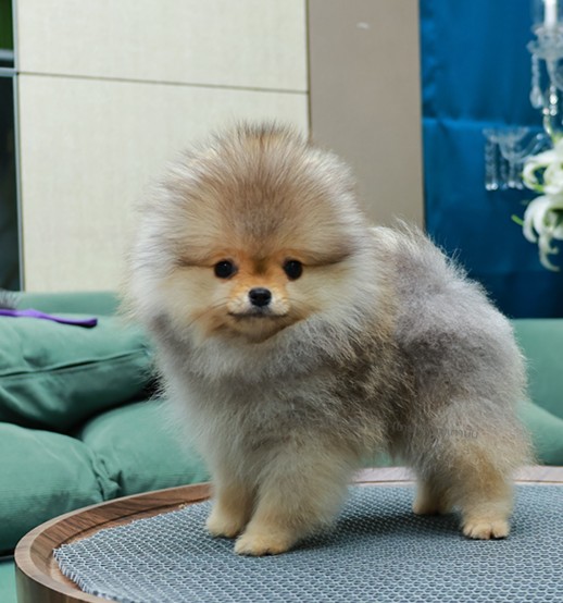 ปอมหน้าหมี ปอมแท้ ปอมเมอเรเนียน HRM-68589 เพศชาย สีส้ม อายุ 2 เดือน ตัวเล็ก ขาสั...