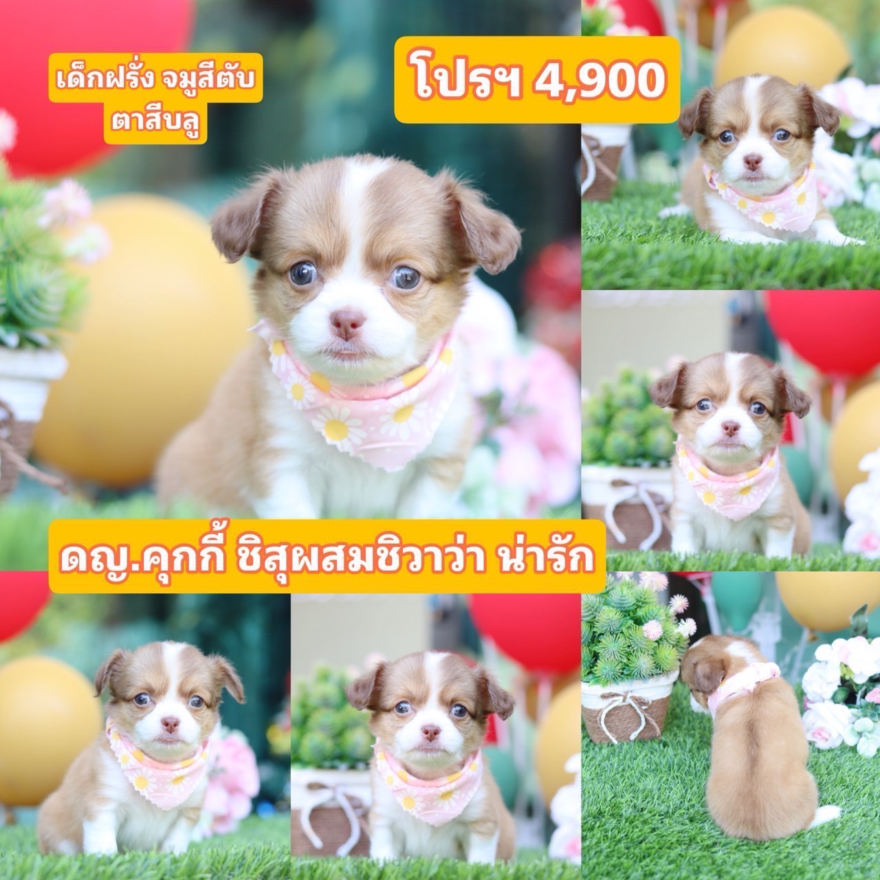 ชิสุผสมชิวาว่า