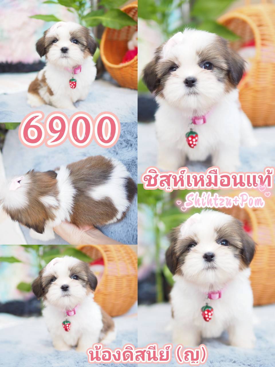 ชิสุ น่ารัก