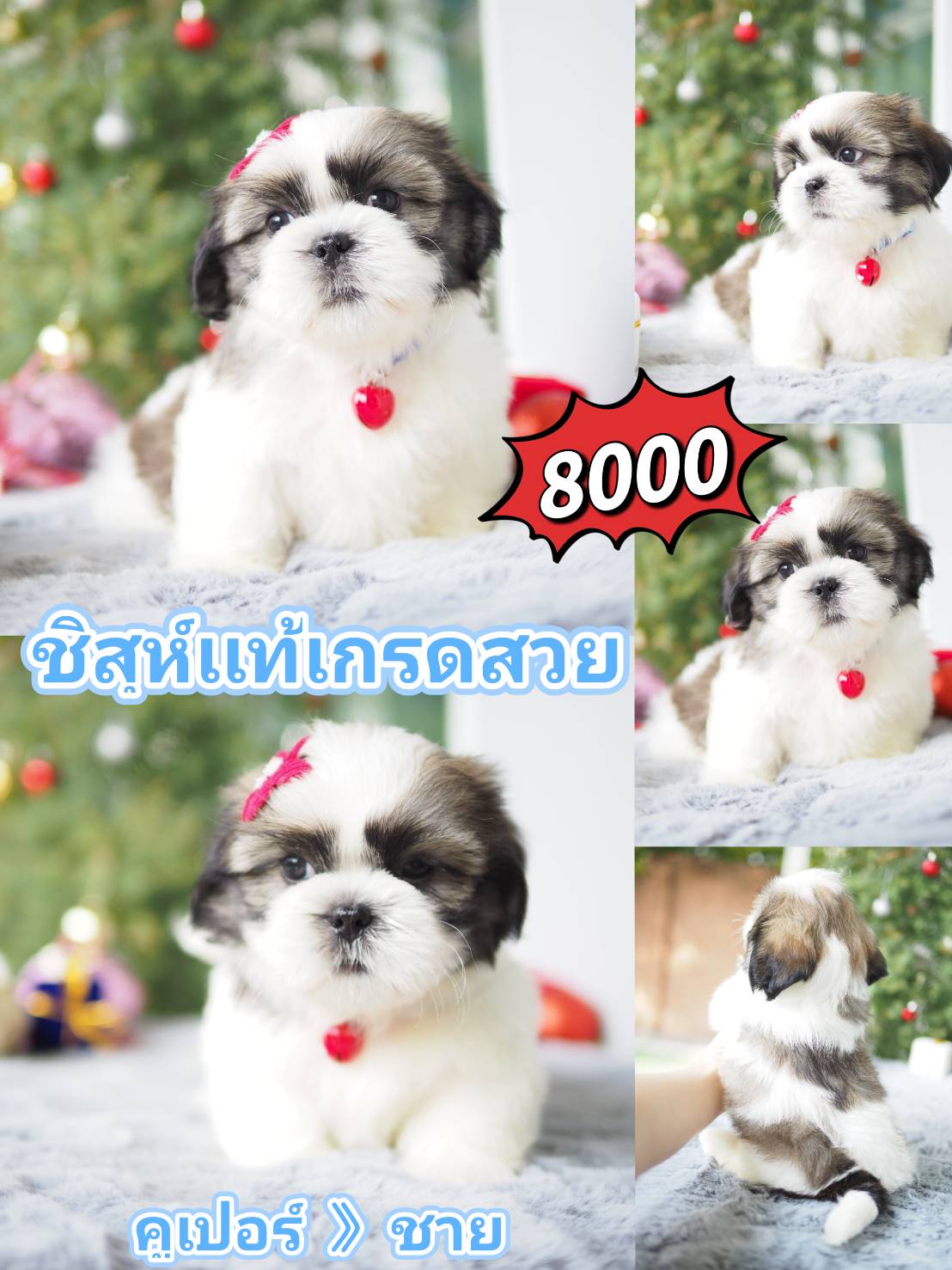 กิ๊ฟซ่าของแท้ @kibzaa เท่านั้น