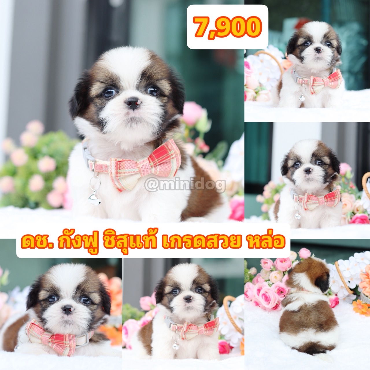 ชิสุแท้เกรดสวย