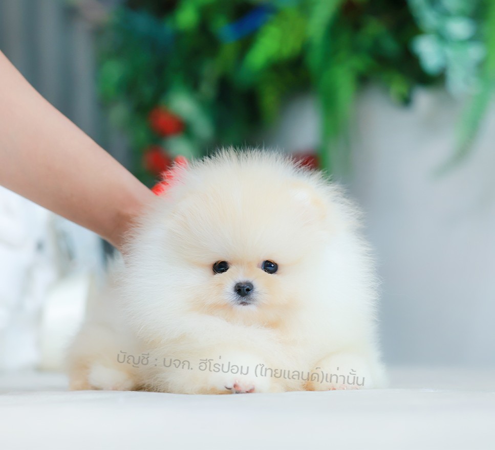 ปอมแท้ ปอมหน้าหมี HRM-10512 เพศหญิง สีขาวครีม อายุ 2 เดือน ขนแน่น ขาใหญ่ กินเก่ง...