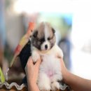 FYPOM KENNEL ขายน้อง Mix Milk เพศผู้ ไซส์มาตรฐาน สีปาร์ตี้ ขนแน่น โครงสร้างดี มี...