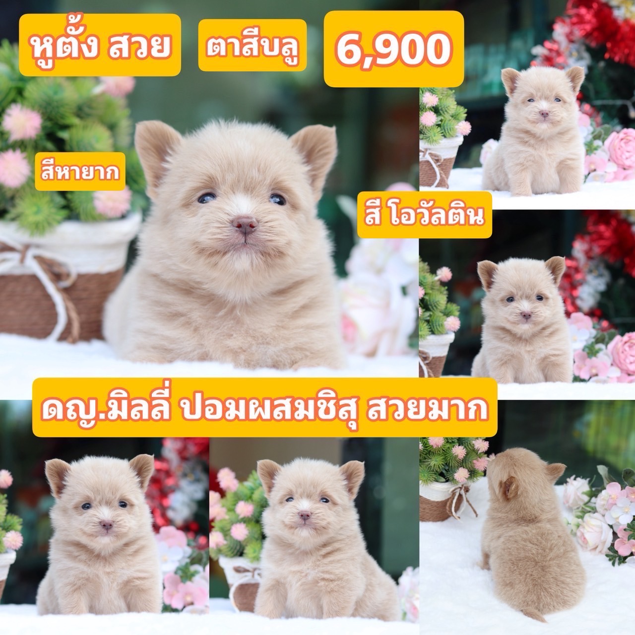 ชิสุผสมปอมเกรดสวย