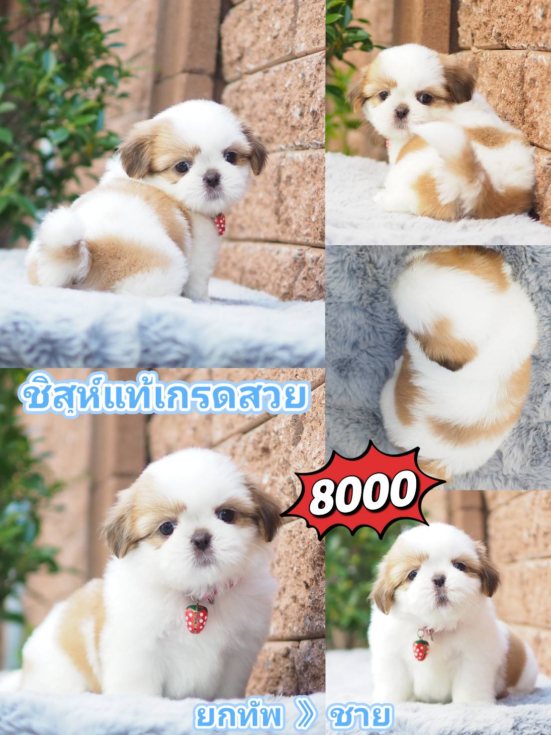 Shihtzu สวย+มีส่วนลด