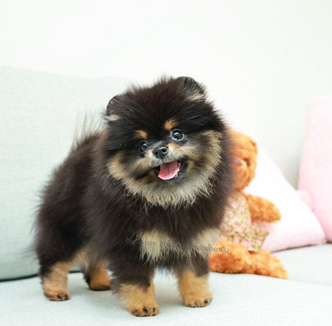 ปอมหน้าหมี ปอมแท้ ปอมเมอเรเนียน HRF-68395 เพศหญิง สีแบล้คแทน อายุ 2 เดือน ตัวเล็...