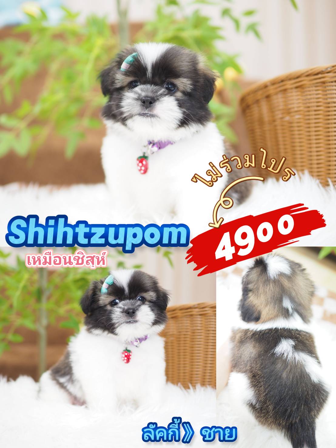 Shihtzupom