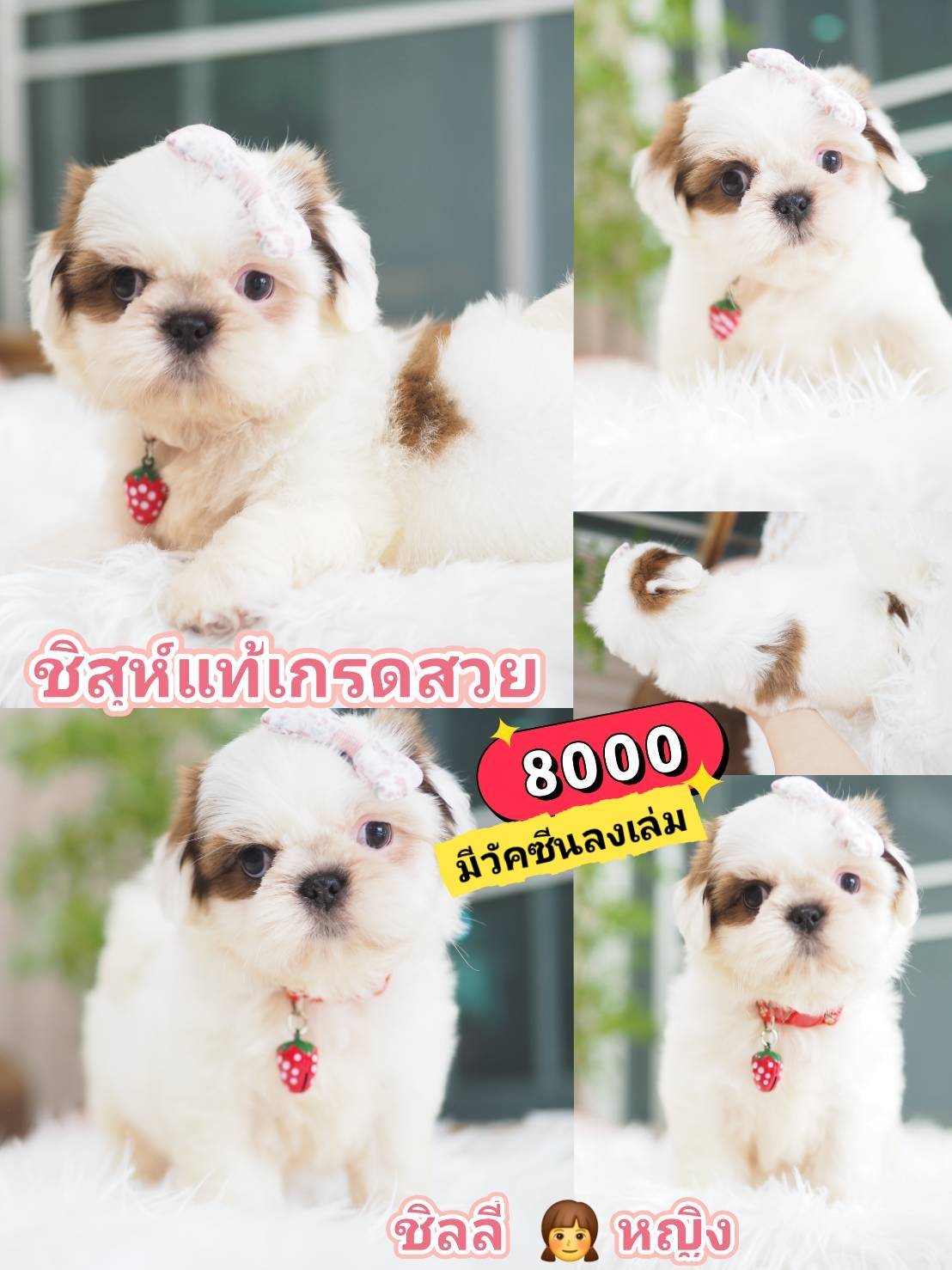 กิ๊ฟซ่าชิสุ ❤️ กทม
