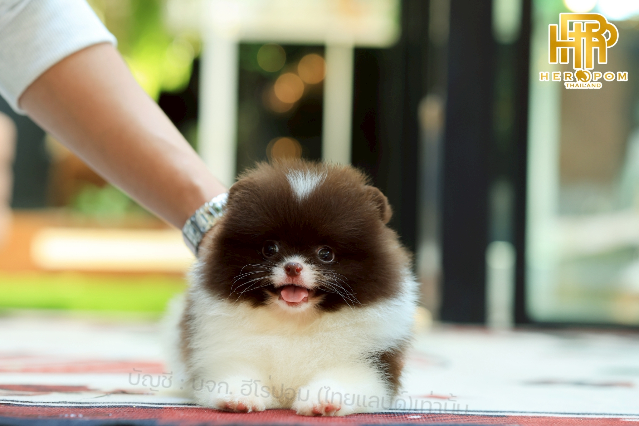 ปอมแท้ ปอมหน้าสั้น HRM-10747 เพศชาย สีขาว/ ช็อค น่ารักมาก ๆ ถ่ายรูปแล้วขึ้นกล้อง...