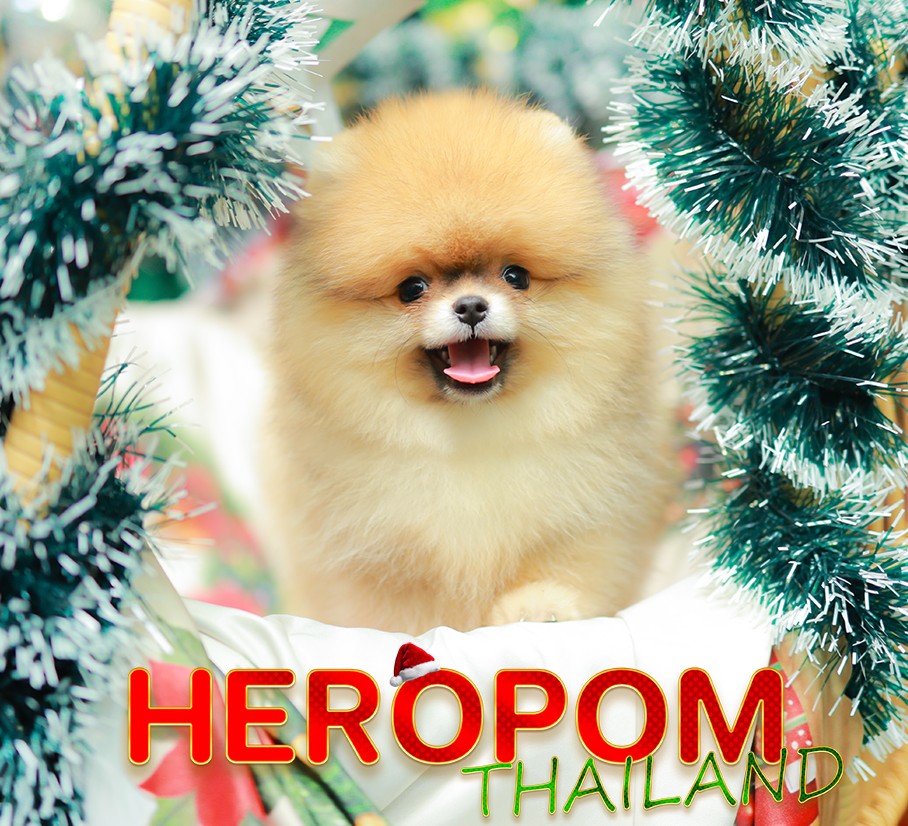 ปอมแท้ ปอมหน้าหมี HRM-10998 เพศชาย สีส้ม อายุ 2 เดือน ขนแน่น ขาใหญ่ กินเก่ง หน้า...