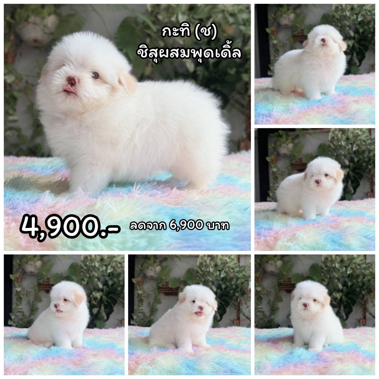 ชิสุผสมพุดเดิ้ล เพศผู้ สีขาวครีม พร้อมย้ายบ้าน