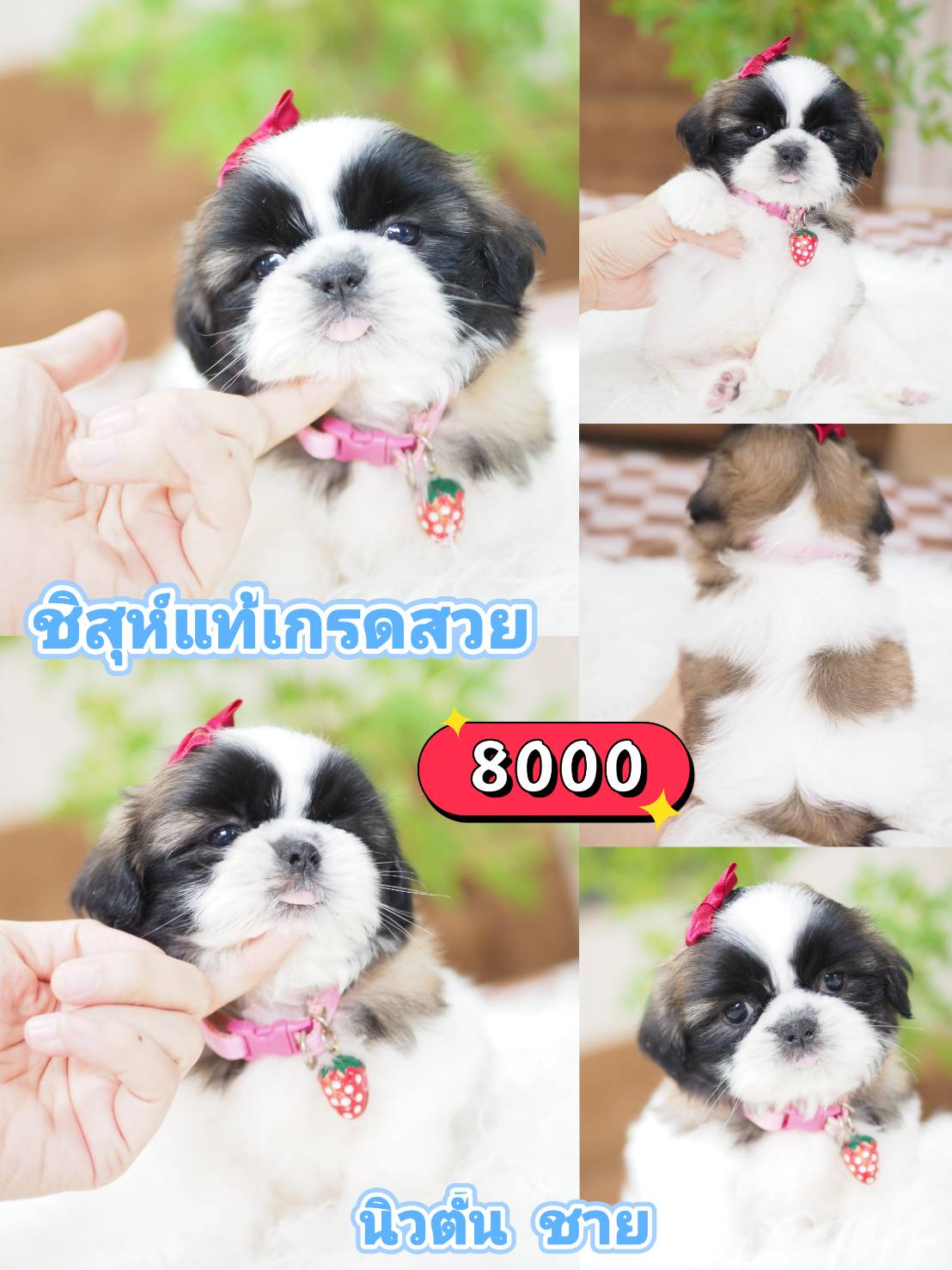 Shihtzu