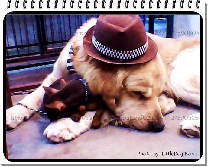 ขายลูกปอมเมอเรเนี่ยน