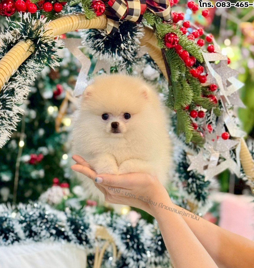 ปอมแท้ ปอมหน้าหมี HRM-10536 เพศชาย สีขาวครีม ตัวจิ๋วตัวเล็ก แก้มอ้วน น่าฟัดมาก ๆ...