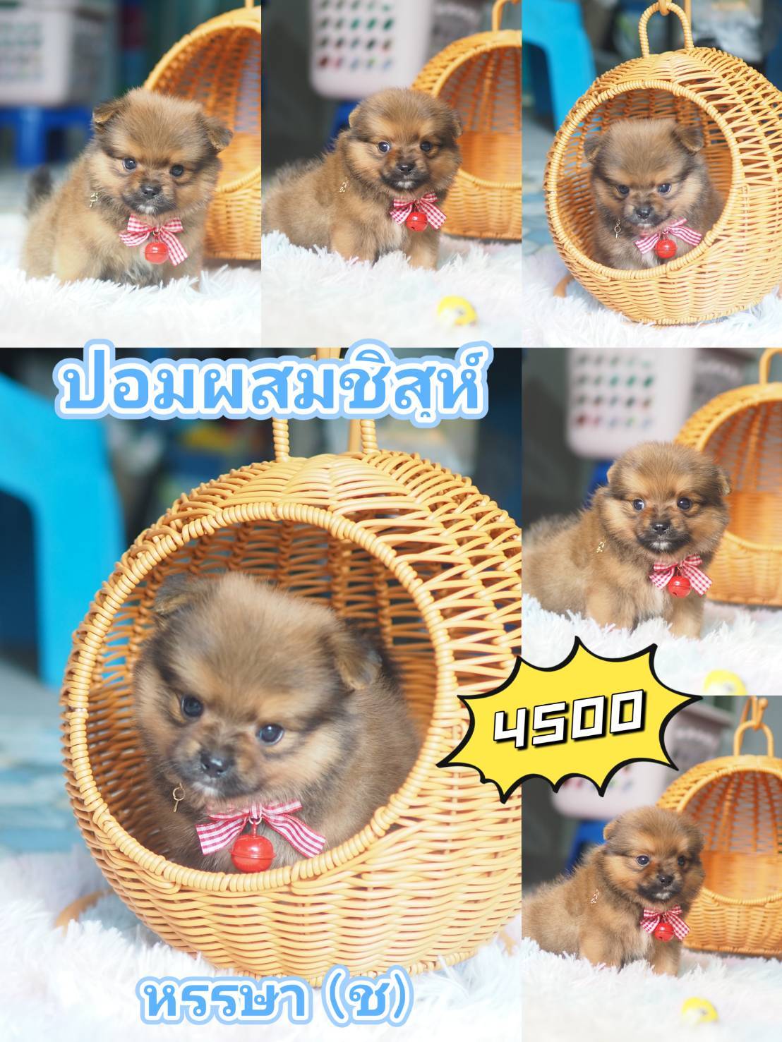 ชิสุปอม